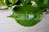 8mm Bi-color LED diode, 3 pin